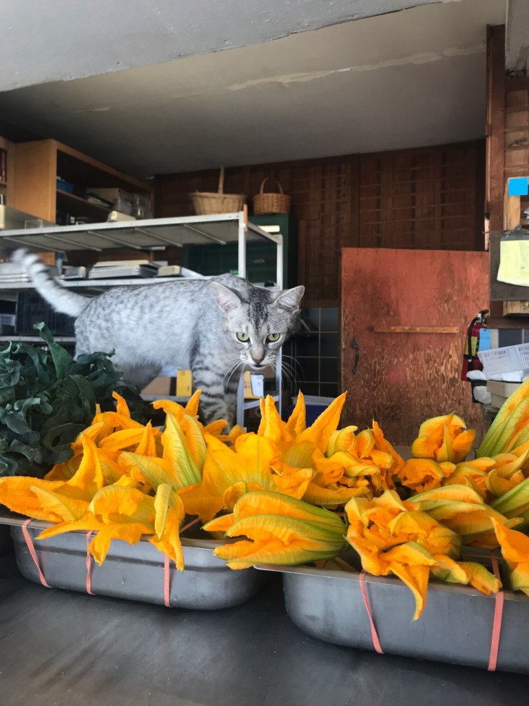 Goose the cat doing quality control at the farm stand
