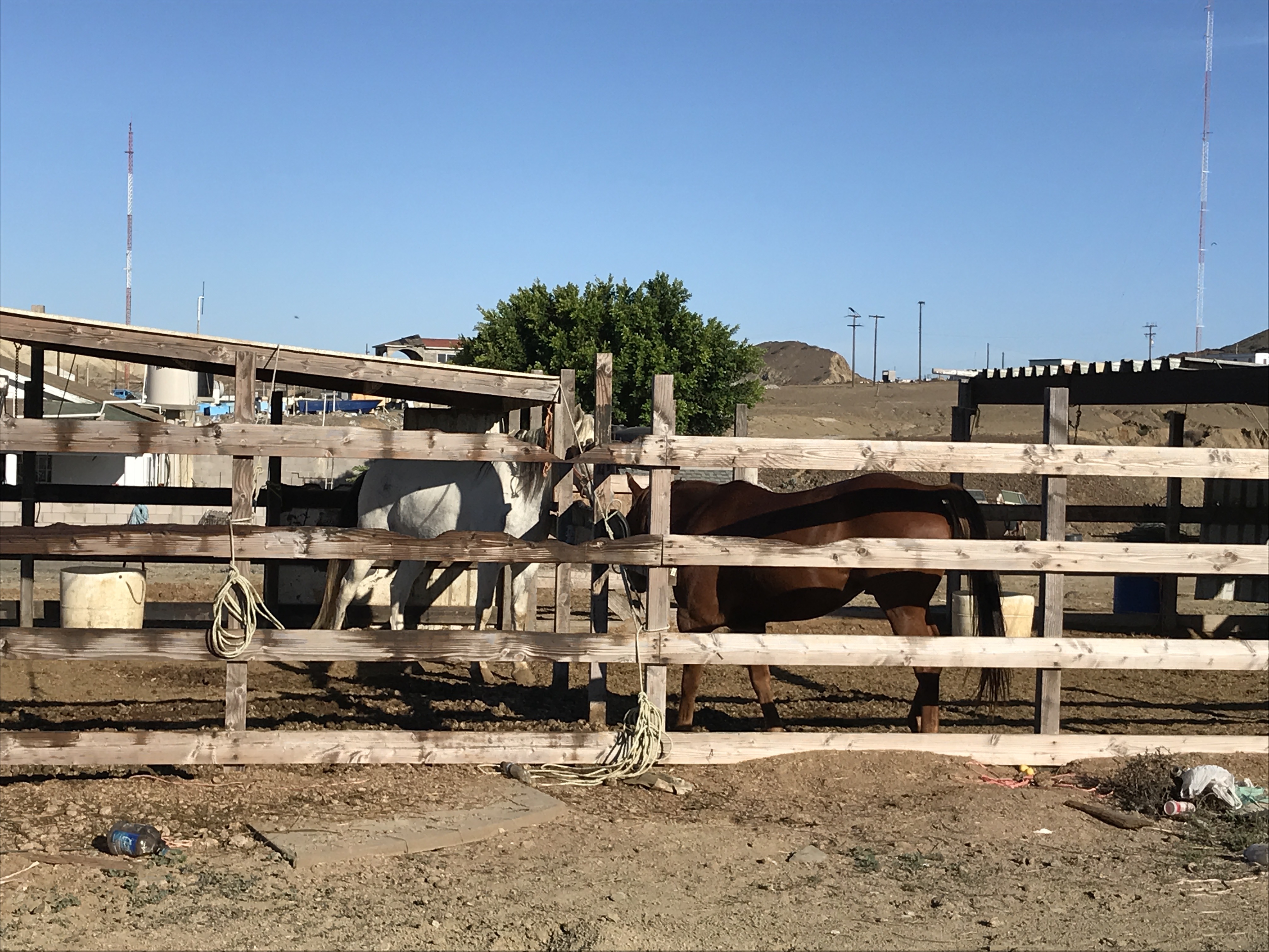 one white horse faces chestnut horse, in wooden pen