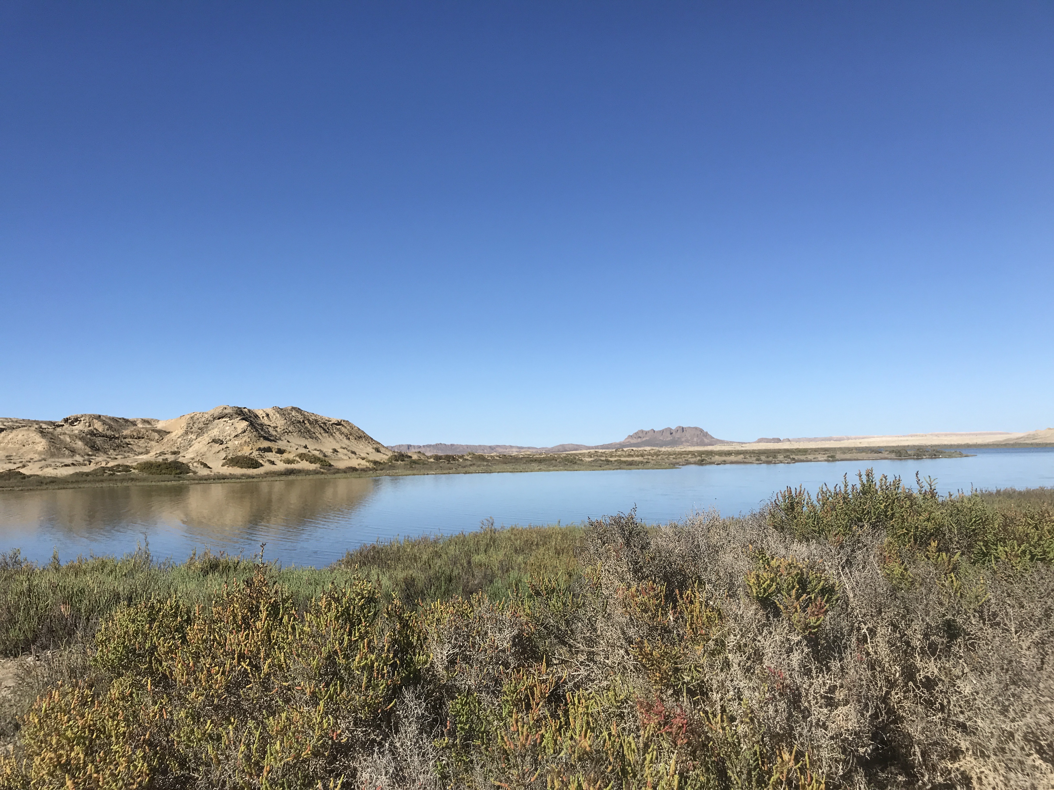 butte in background, marsh and marsh plants in foreground